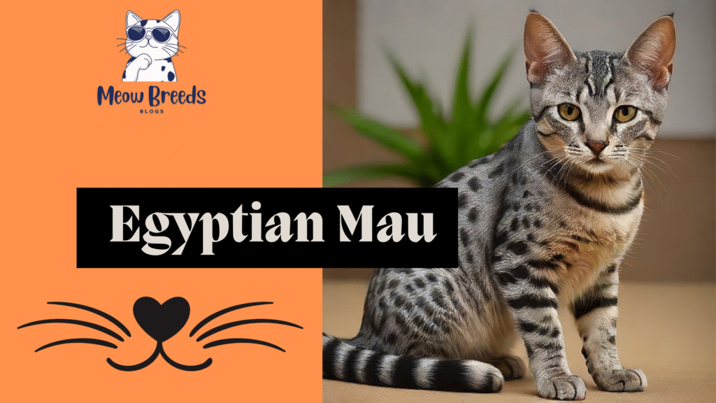 Egyptian Mau