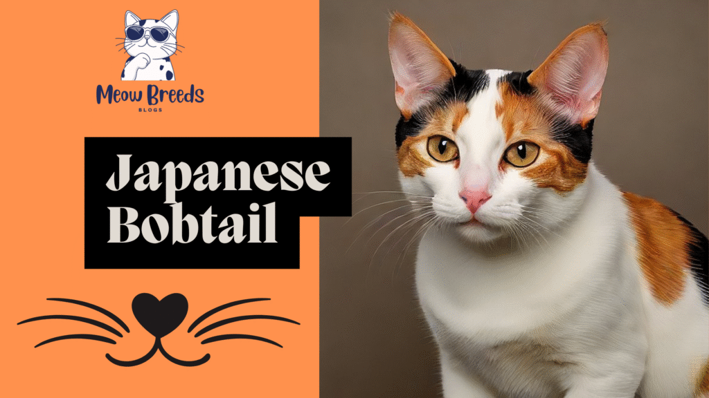 Japanese Bobtail