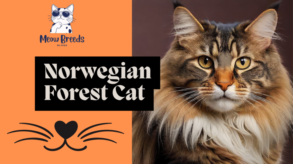 Norwegian Forest Cat