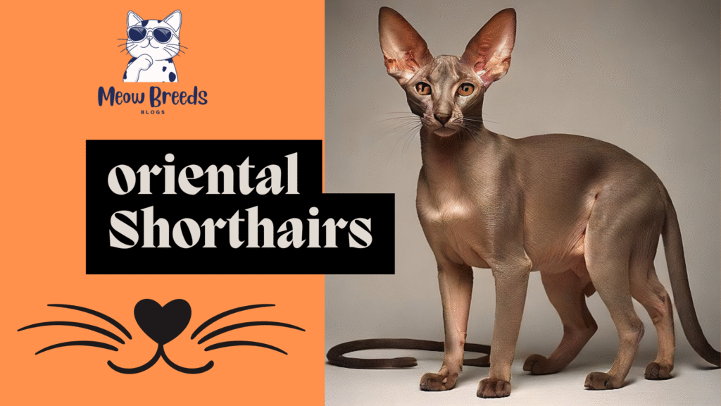oriental Shorthairs