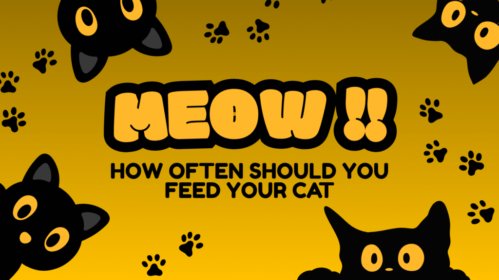 How Often Should You Feed Your Cat