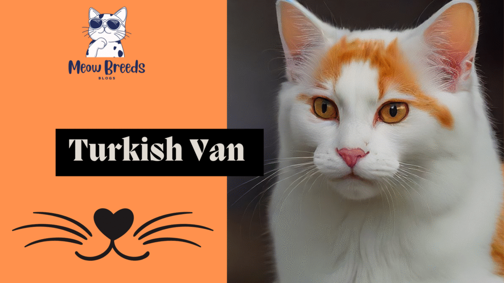 Turkish Van