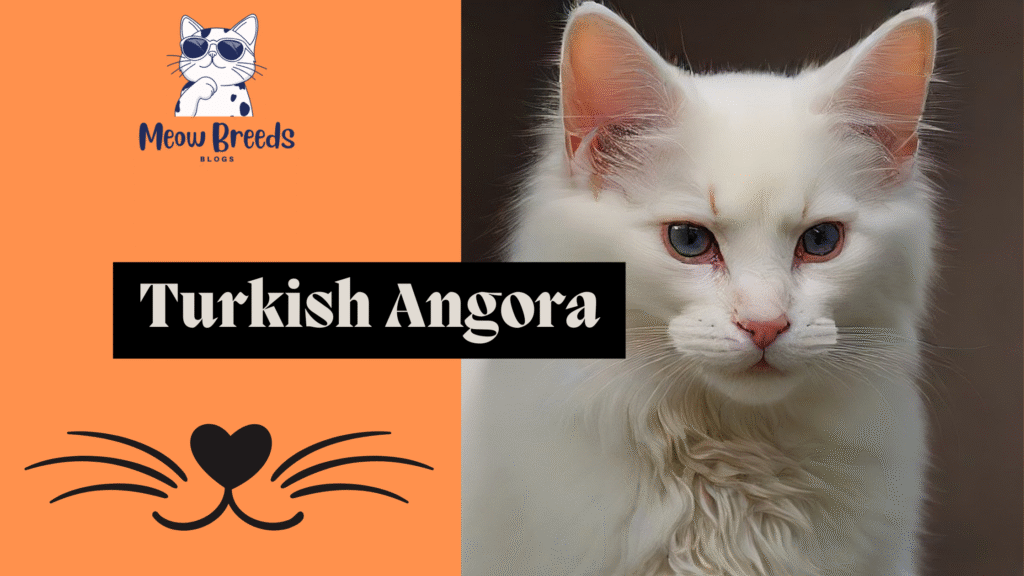 Turkish Angora