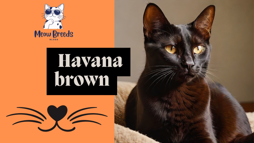 Havana brown.