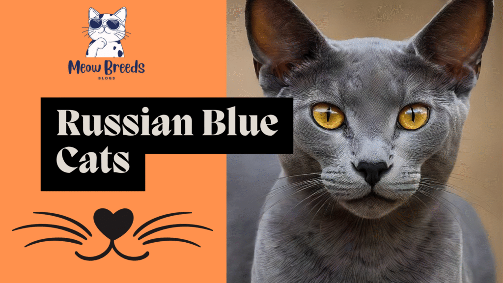 Russian Blue Cats